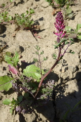 Fumaria densiflora