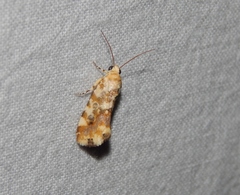 Acontia transfigurata