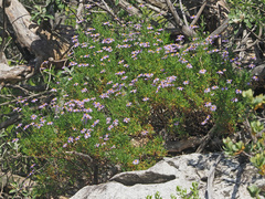 Felicia fruticosa