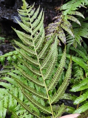 Christella acuminata
