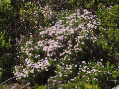 Felicia fruticosa