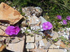 Ipomoea suffulta