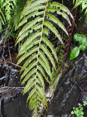 Christella acuminata