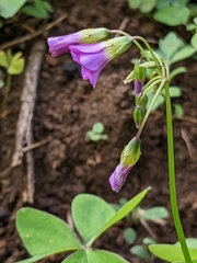 Oxalis
