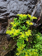 Sedum bulbiferum