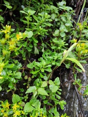 Sedum bulbiferum