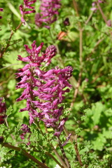 Fumaria densiflora