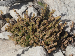 Crassula lanceolata lanceolata