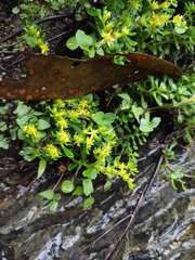 Sedum bulbiferum