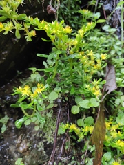 Sedum bulbiferum