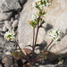 Manulea exigua - Photo (c) Felix Riegel, algunos derechos reservados (CC BY-NC), subido por Felix Riegel