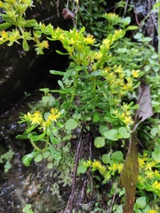 Sedum bulbiferum