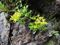 Sedum bulbiferum