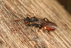 Nomada ferruginata