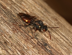 Nomada ferruginata