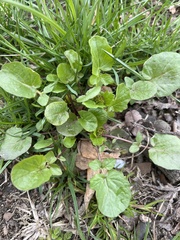 Barbarea vulgaris