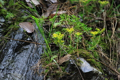 Sedum bulbiferum