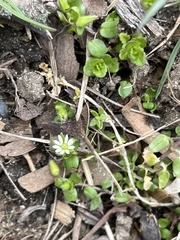 Stellaria media