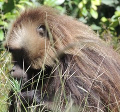 Theropithecus gelada obscurus