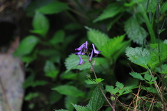 Corydalis incisa