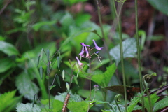 Corydalis incisa