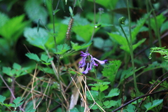 Corydalis incisa