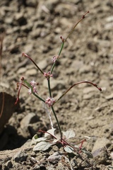 Eriogonum cithariforme