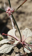 Eriogonum cithariforme