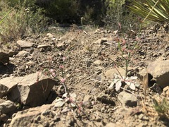 Eriogonum cithariforme