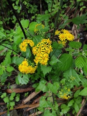 Sinosenecio oldhamianus