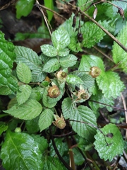 Rubus hirsutus