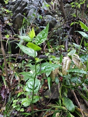 Veronicastrum axillare