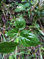 Veronicastrum axillare