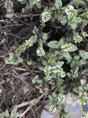 Heliotropium curassavicum