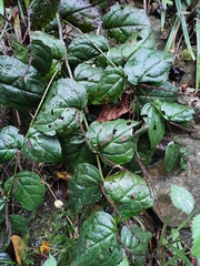 Veronicastrum