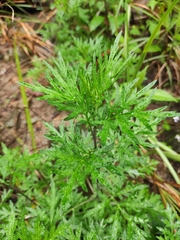 Artemisia argyi
