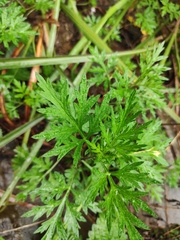 Artemisia argyi