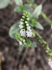 Heliotropium curassavicum