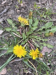 Taraxacum officinale