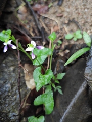 Viola hamiltoniana