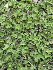 Trifolium repens