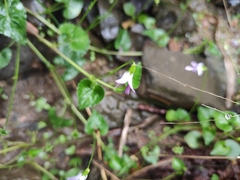 Viola hamiltoniana