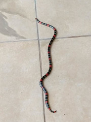 Micrurus altirostris