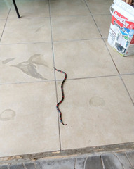 Micrurus altirostris