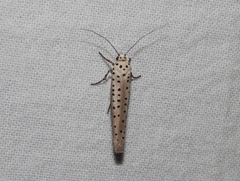 Yponomeuta fumigatus