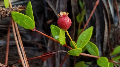 Image of Mosiera longipes by (c) Michelle Smith, some rights reserved (CC BY)