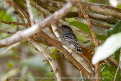 Thamnophilus ambiguus
