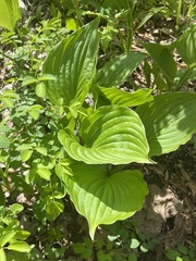 Hosta plantaginea
