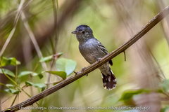 Thamnophilus ambiguus