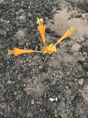Stenomesson flavum